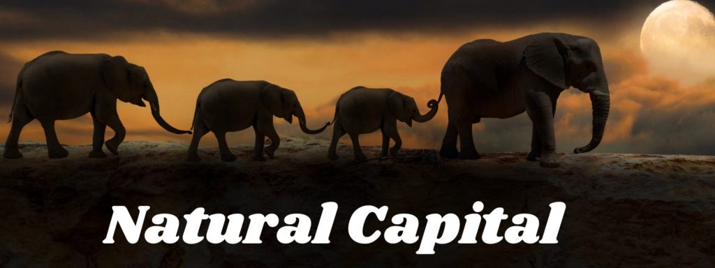 Natural Capital