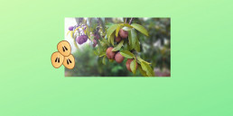 This blog is about Sapodilla/Chiku