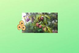 This blog is about Sapodilla/Chiku