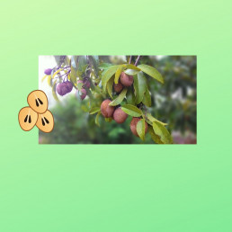 This blog is about Sapodilla/Chiku