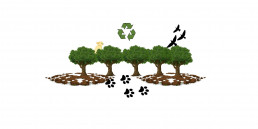 The blog speaks on forests and sustainability