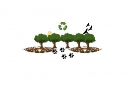 The blog speaks on forests and sustainability