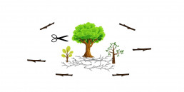 This blog is about Deforestation