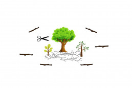 This blog is about Deforestation