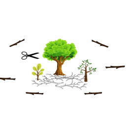 This blog is about Deforestation