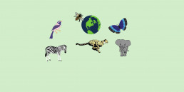 This blogpost is about wildlife and sustainability.