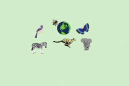 This blogpost is about wildlife and sustainability.
